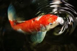 koi