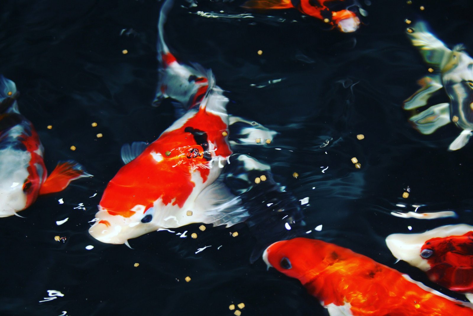 koi fish