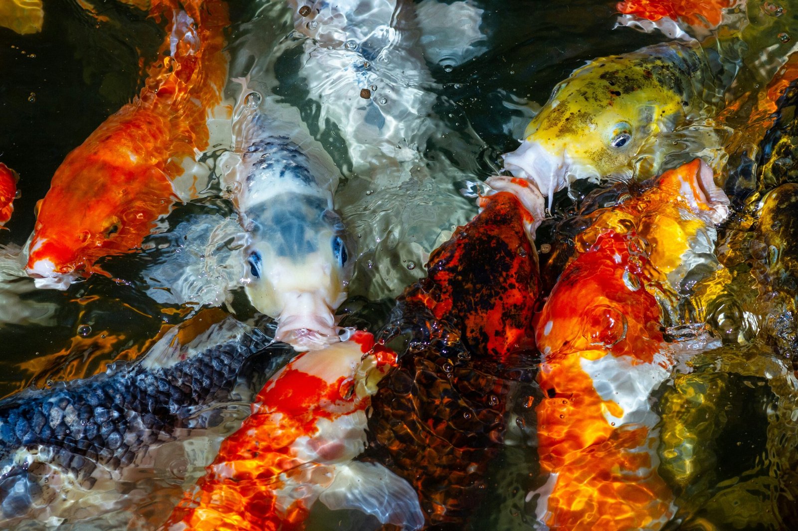 How Big Do Koi Fish Get? Factors That Affect Your Fish’s Growth Rate &  Tips To Boost It