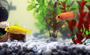 Causes And Cures Of Swim Bladder Problem In Fancy Goldfish