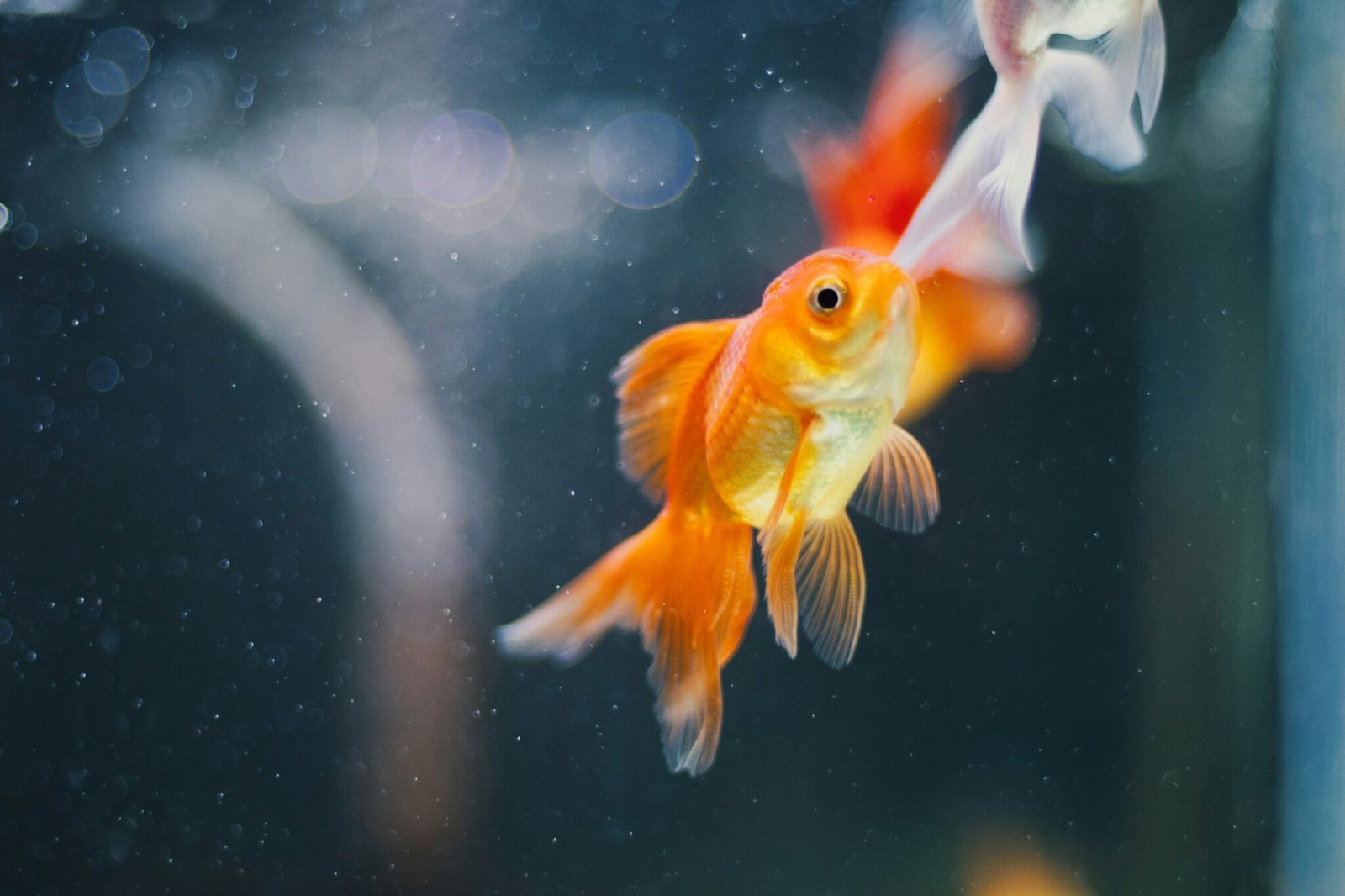 goldfish diet and care