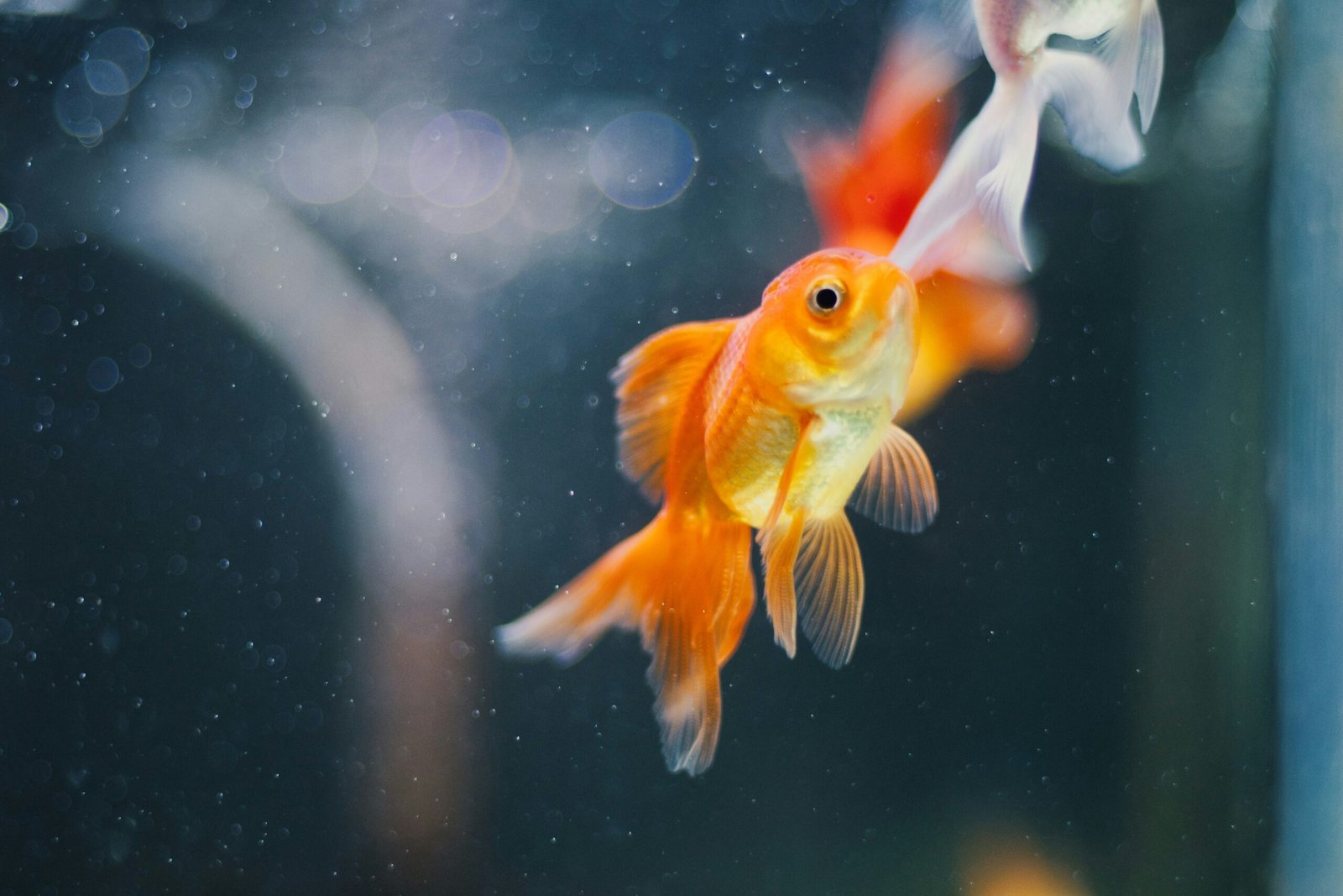 top ideas to feed gold fish