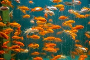 The Best Friendly Tank Mates For Gold Fish