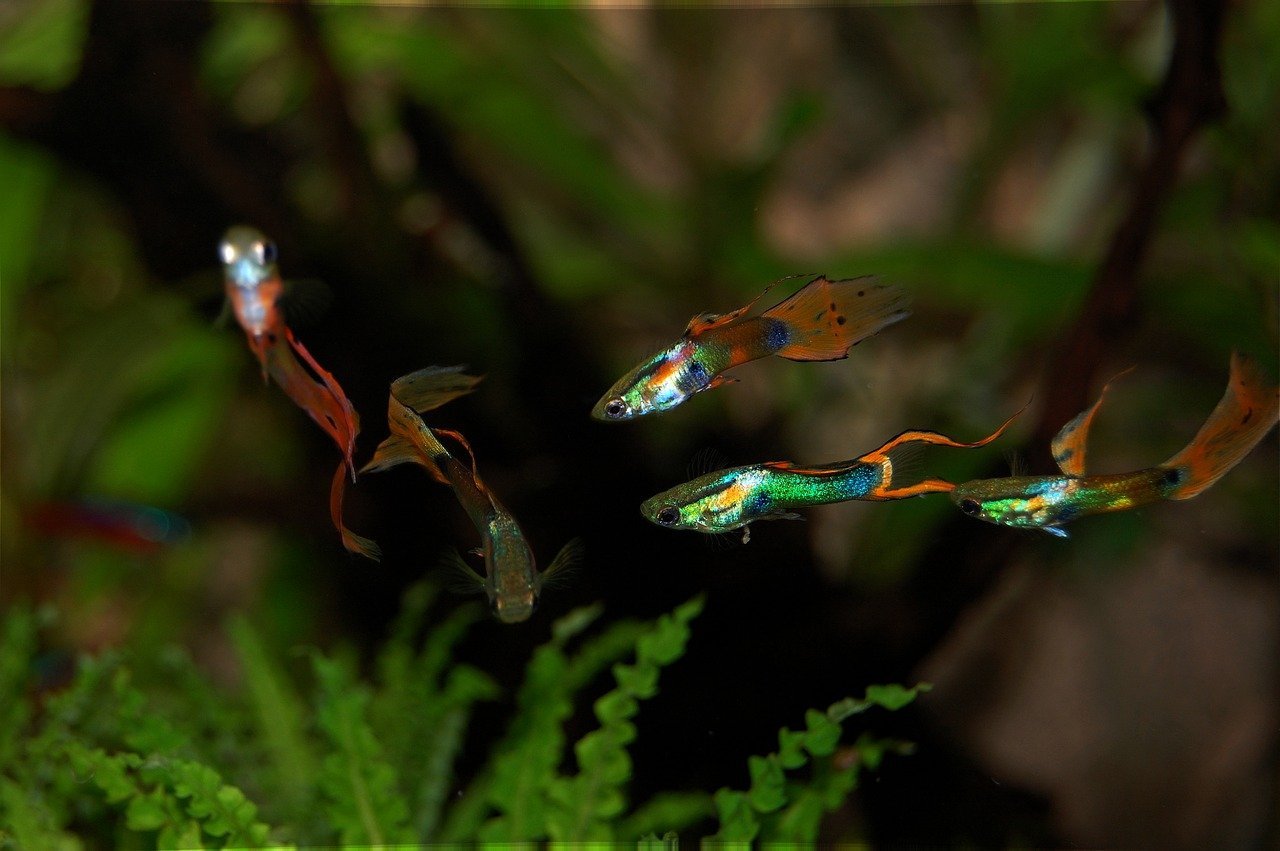 Feeding Vegetables To Guppies Top Tricks